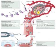 廣東育兒假期是強(qiáng)制規(guī)定！深圳包不包括雙休日這均有答復(fù)